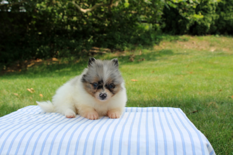 puppy, for, sale, Pomeranian, Matthew B. Stoltzfus, dog, breeder, Gap, PA, dog-breeder, puppy-for-sale, forsale, nearby, find, puppyfind, locator, puppylocator, aca